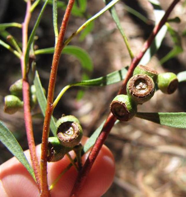 Eucalyptus amygdalina - Eucalipto Goma de Hortelã-Pimenta Preta, Eucalipto Menta, Black Peppermint Eucal