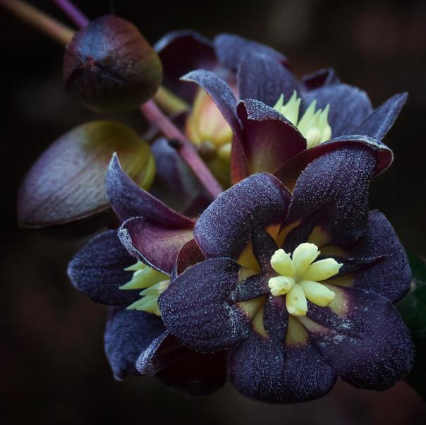Lardizabala biternata - Coguilera, Coguil, Fruta Zabala, Lardizabala, Voqui Coille