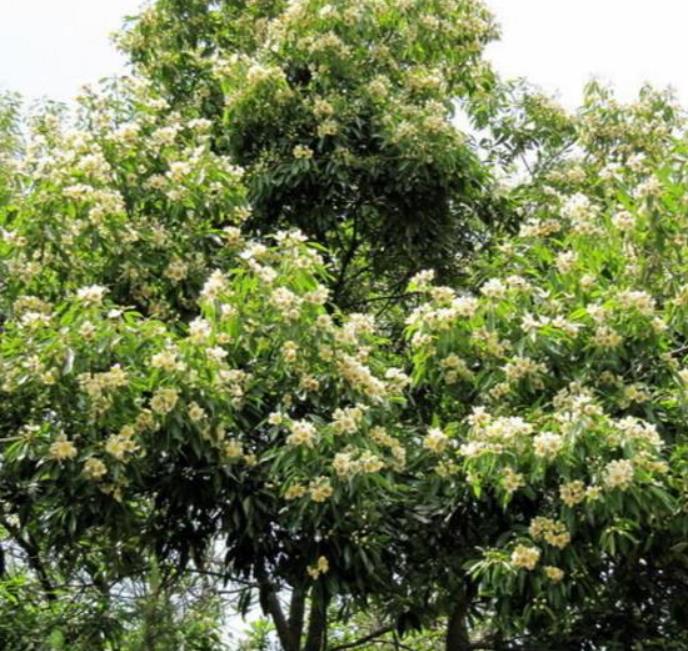 Schima superba - Planta do Chá, Árvore do Mel Schima, Needlewood