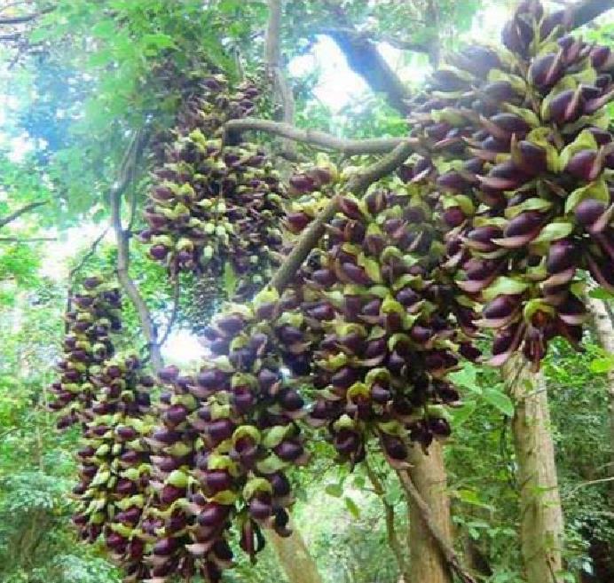 Mucuna macrocarpa - Trepadeira Jade Bicolor, Trepadeira Jade Negra