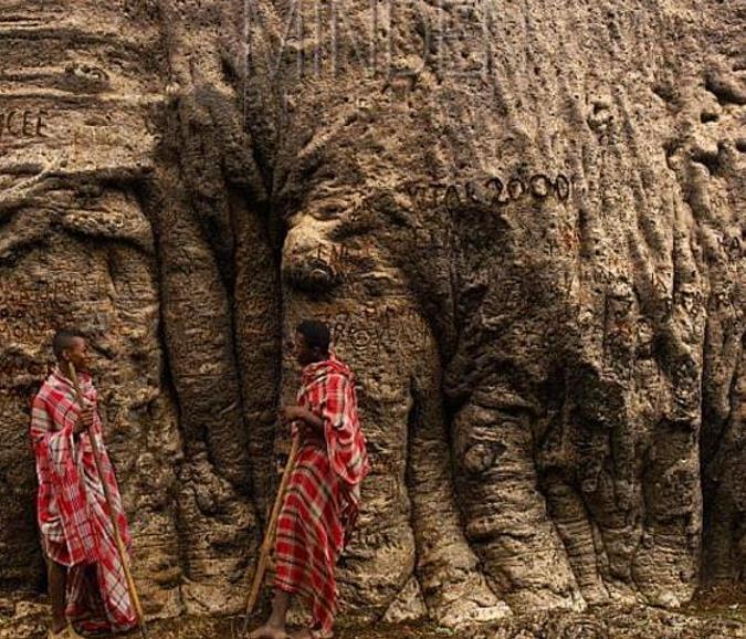 Adansonia za - Baobá Za de Madagascar, Baobá Palácio dos Pássaros, Árvore Sagrada