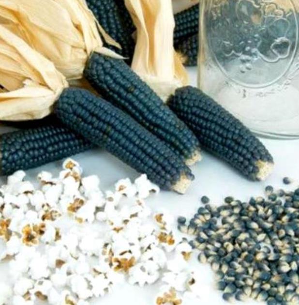 Zea mays Mini Blue Popcorn (C.O.) - Milho de Pipoca Baby Blue, Mini Milho de Pipoca Azul