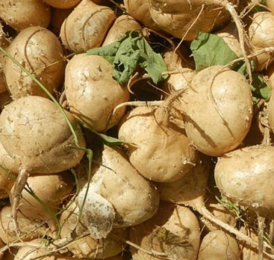 Lepidium meyenii - Maca Peruana, Ginseng dos Andes, Viagra dos Incas