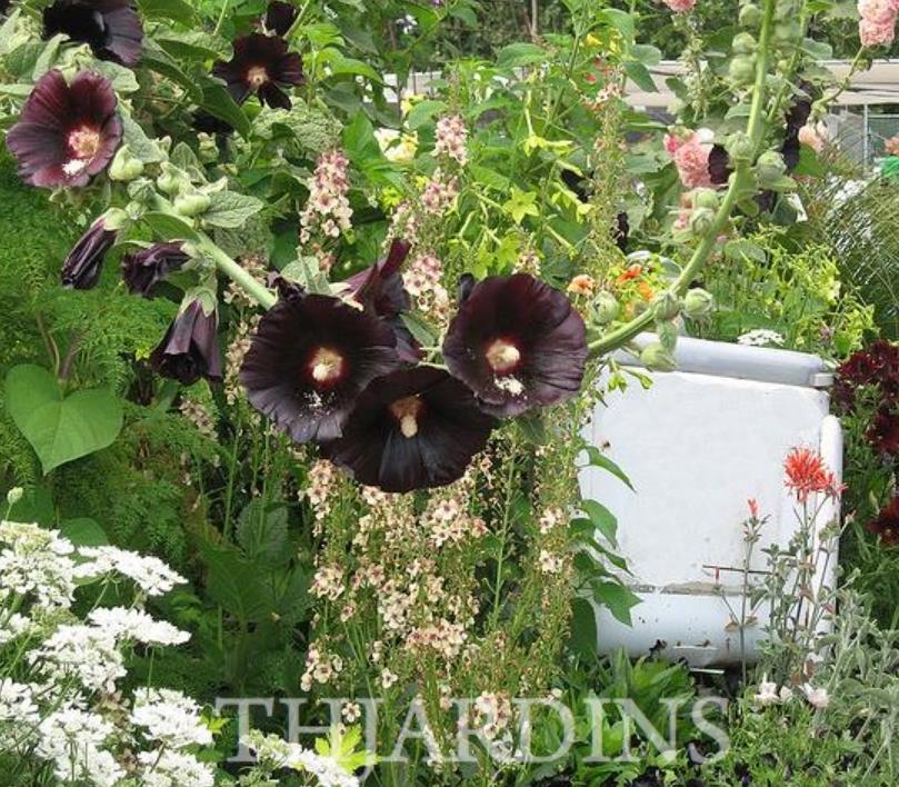 Alcea Rosea Jet Black - Malva Negra, Jet Black, Black Hollyhock