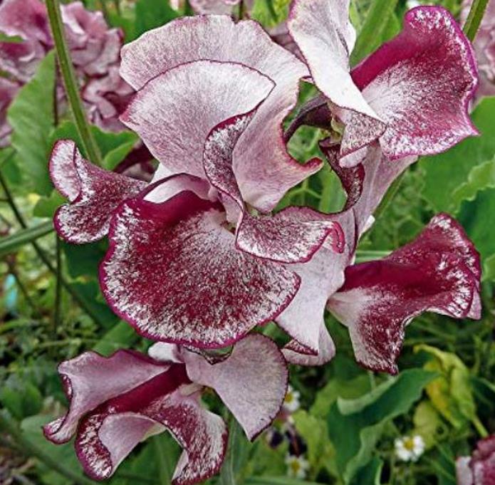 Lathyrus odoratus 'Ripple Wiltshire' - Ervilha Doce Aromática Ripple Wiltshire, Ervilha Doce Perfumada de Spencer 'Wilt