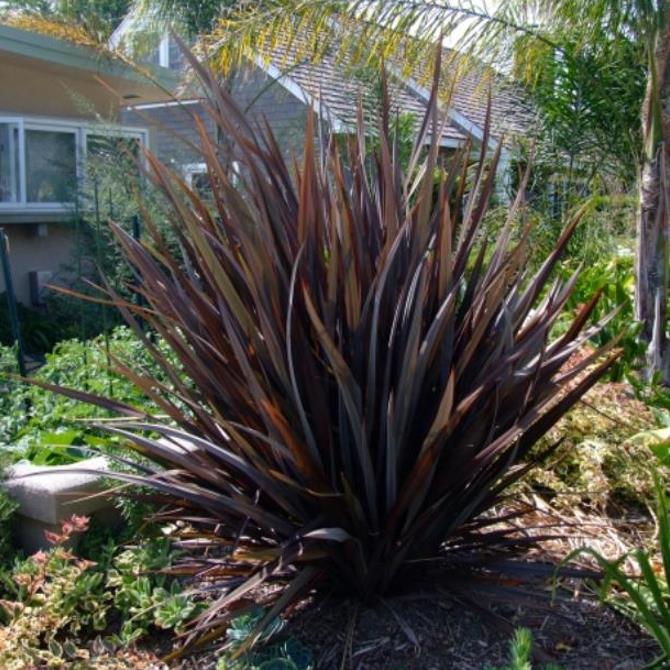Phormium tenax Purpureum - Linho roxo-avermelhado da Nova Zelândia, Fórmio roxo da Nova Zelândia