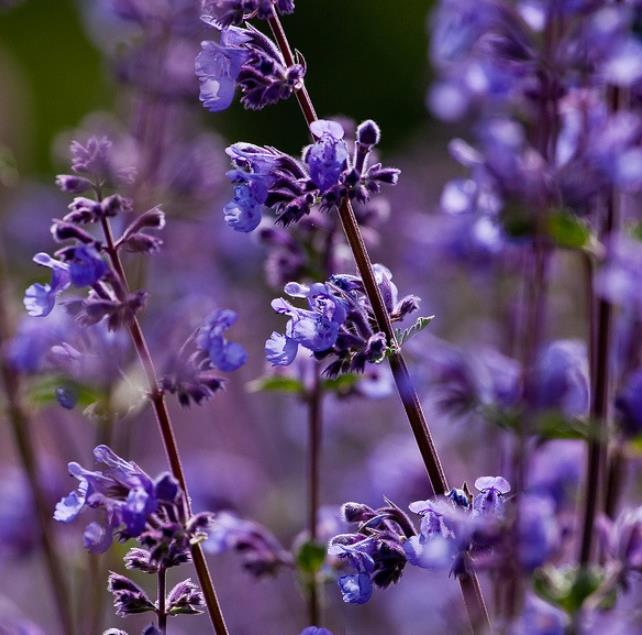 Nepeta cataria - Bálsamo do Campo, Erva dos Gatos, Catnip, Catmint