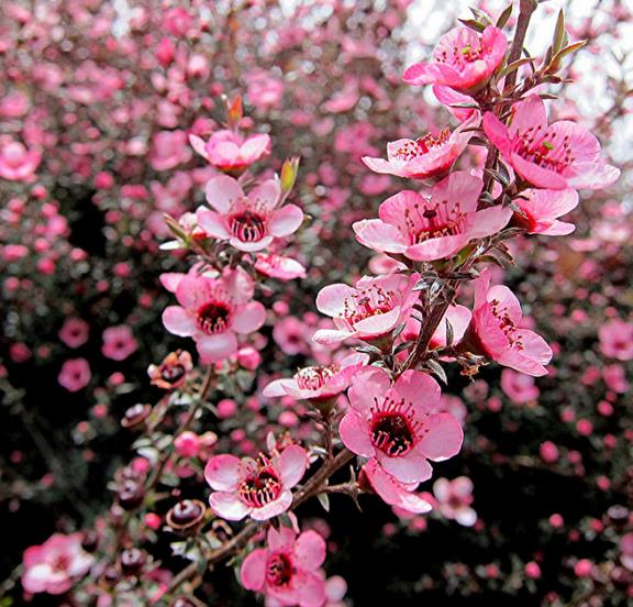Leptospermum sericeum - Manuka Esperance, Planta Chá Prata, Árvore Chá de Esperance