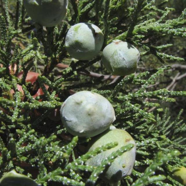 Juniperus deppeana Pachyphloea (Juniperus pachyphloea) - Zimbro do Jararé, Junípero Alligator, Alligator Juniper, Sweet-