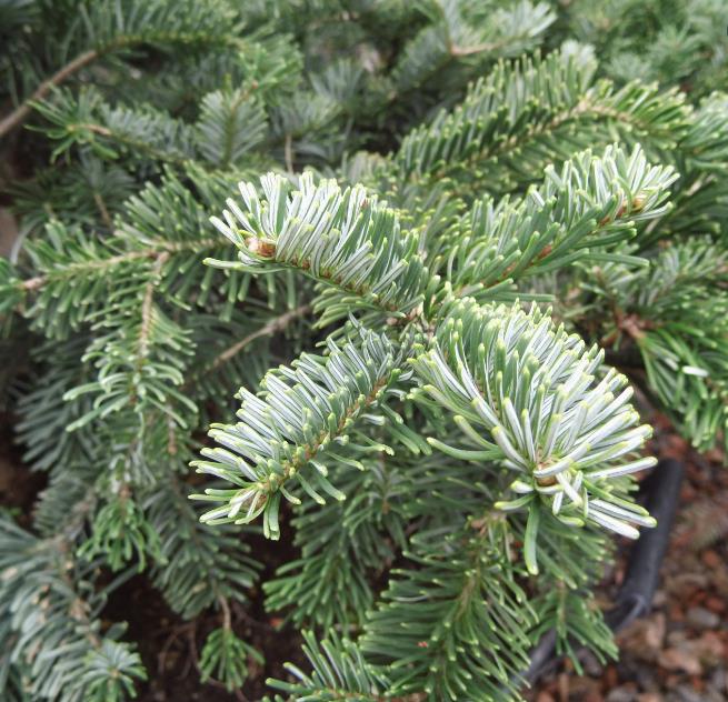 Abies amabilis - Abeto de Prata, Abeto Prateado do Pacífico, Cascade Silver Fir