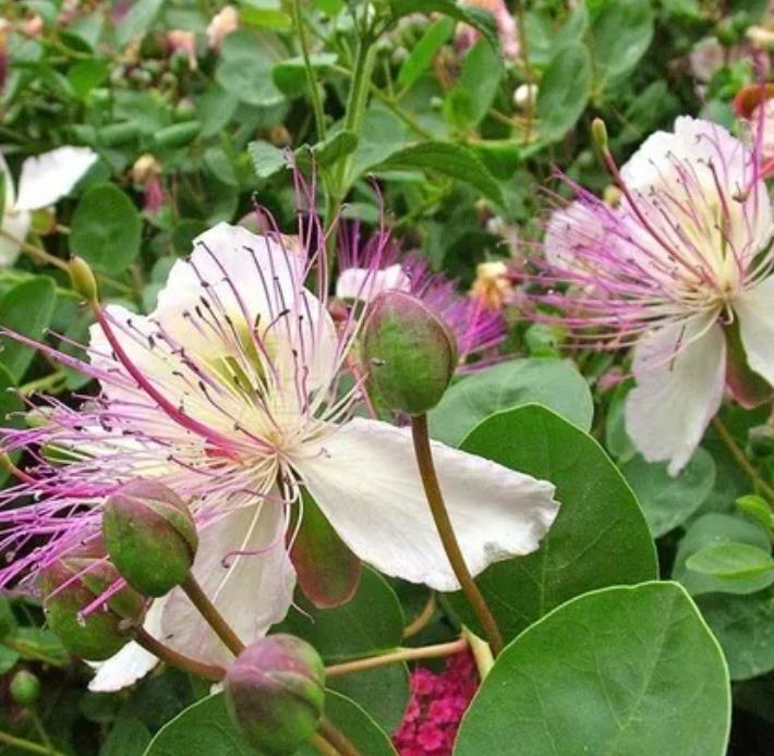 Capparis Spinosa Var. Inermis - Alcaparra, Alcaparras - As verdadeiras alcaparras