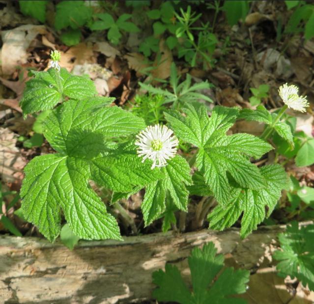 Hydrastis canadensis - Raiz dourada, Raiz de ouro, Goldenseal