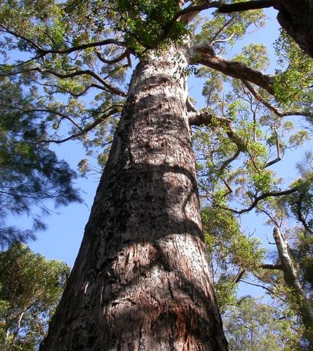 Eucalyptus jacksonii - Eucalipto Gigante da Floresta, Eucalipto Red Tingle, Eucalipto Gigante Jacksonii