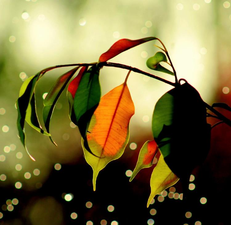 Ficus benjamina - Figueira Benjamim, Figo Chorão, Weeping Fig