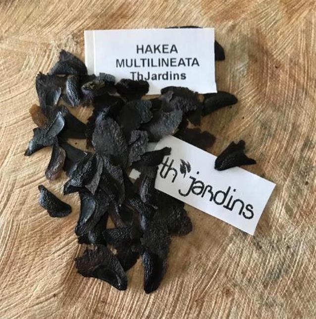 Hakea multilineata - Protea Hakea Multilineata, Hakea Folha de Lança, Hakea Folha de Gramíneas