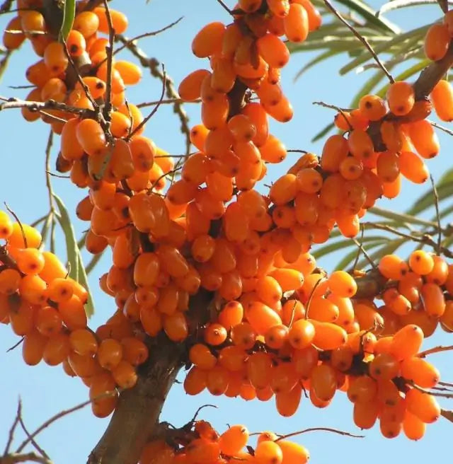 Hippophae rhamnoides (Elaeagnus rhamnoides) - Cereja do Mar, Espinheiro Marítimo, Sea Buckthorn