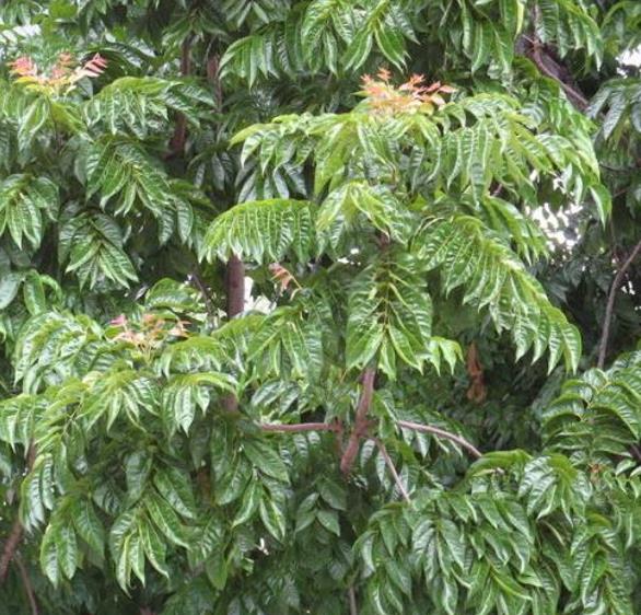 Chukrasia tabularis - Cedro Branco, Mogno Indiano, Sequoia Indiana, Amêndoa da Birmânia