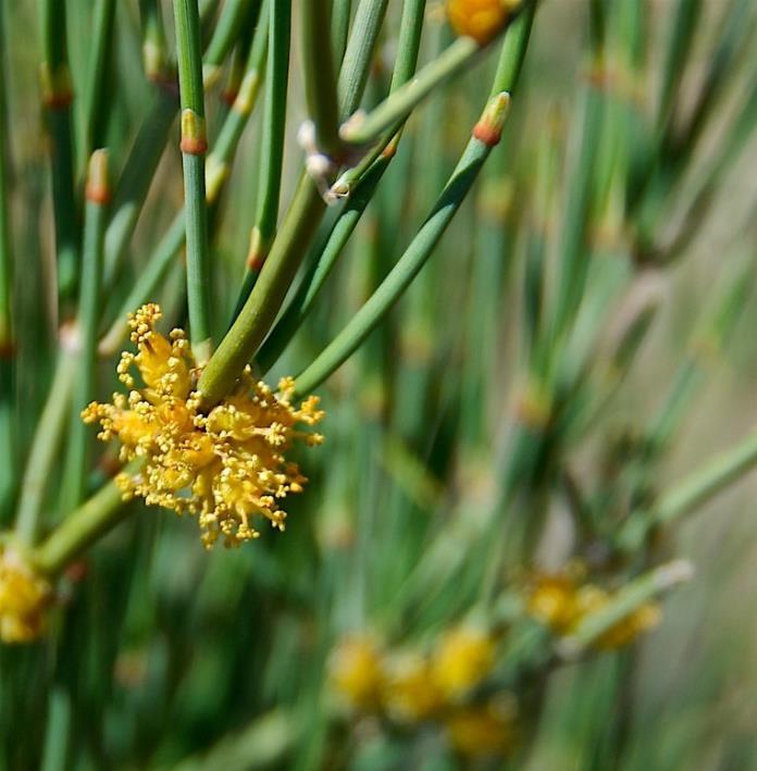 Ephedra equisetina - Chá Mórmon Equisetina, Éfedra, Ma Huang, Bluestem Joint Fir