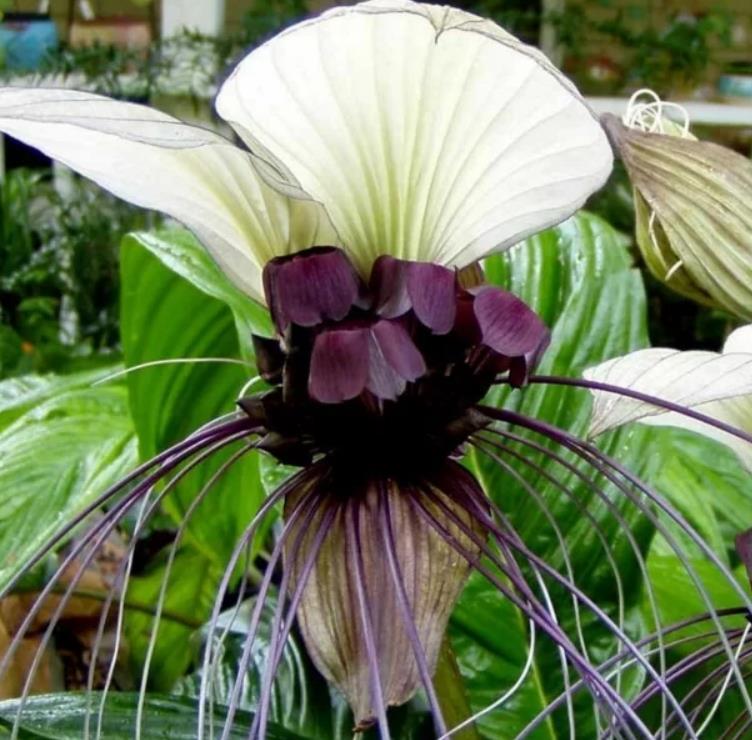 Tacca Nivea - Flor Morcego Branca, Orquídea Branca, Bat Flower, Flor de Orquídea Branca