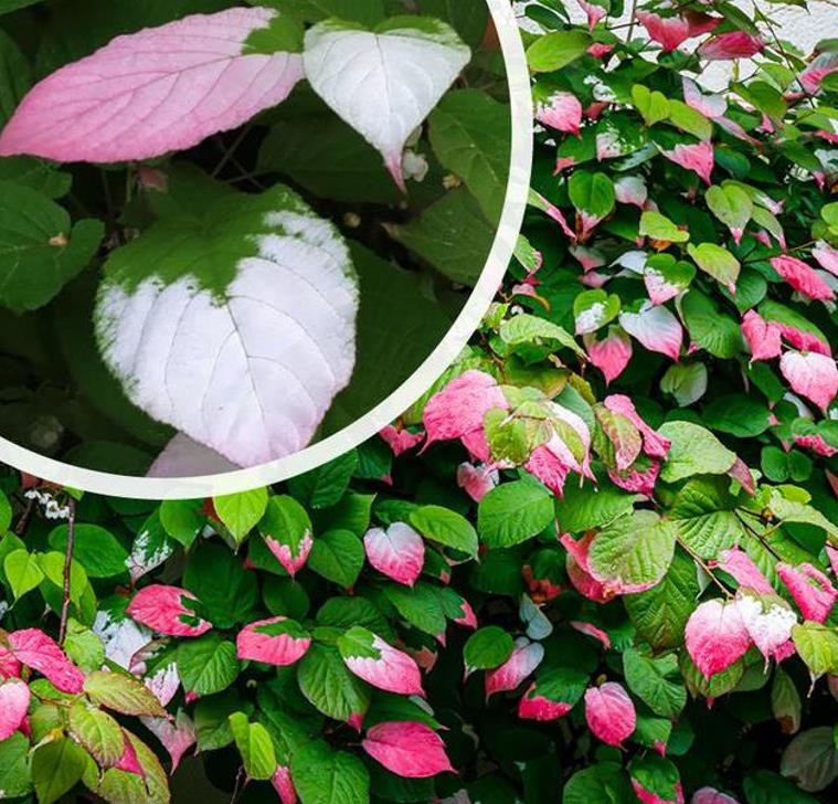Actinidia kolomikta - Kiwi Uva, Trepadeira Mini Kiwi, Kiwi Grape, Kiwi Berry, Kiwi Ornamental