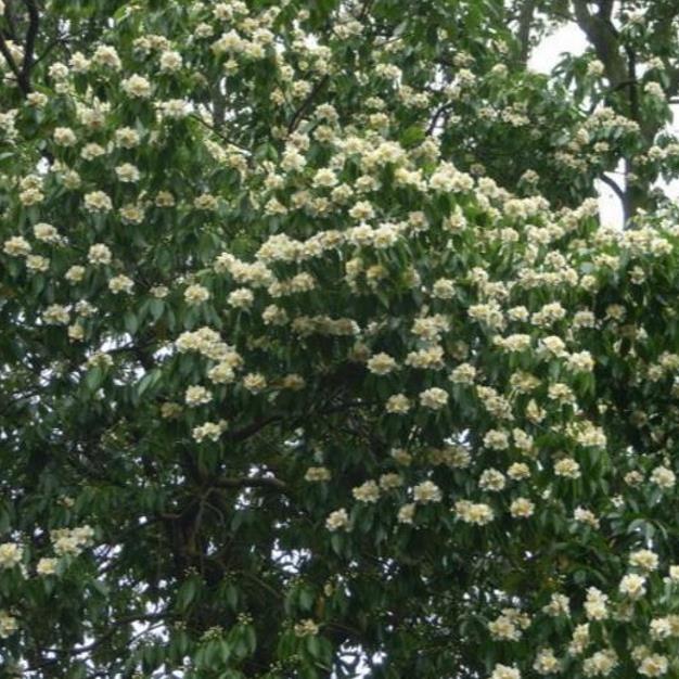 Schima superba - Planta do Chá, Árvore do Mel Schima, Needlewood