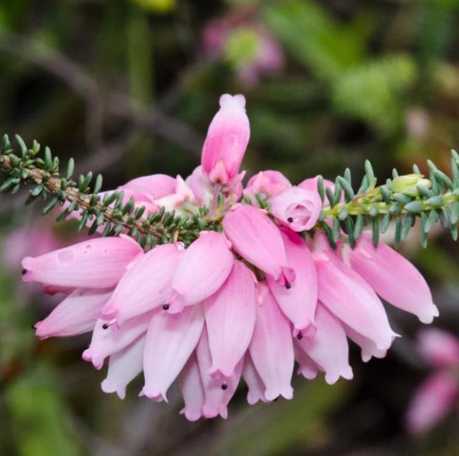 Erica bauera subsp. Bauera - Érica nupcial, Charneca nupcial, Érica Bauera, Urze