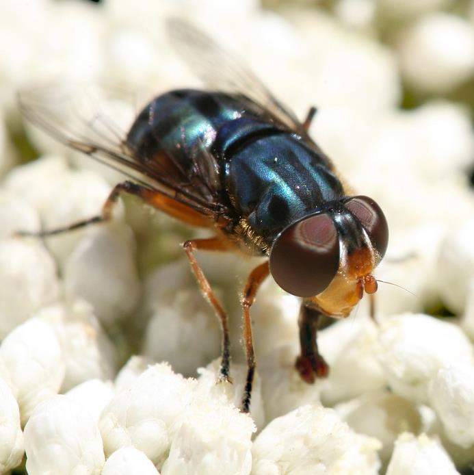 Ozothamnus diosmifolius - Flor de Arroz, Alecrim Selvagem, Arbusto de Sagu, Rice Flower