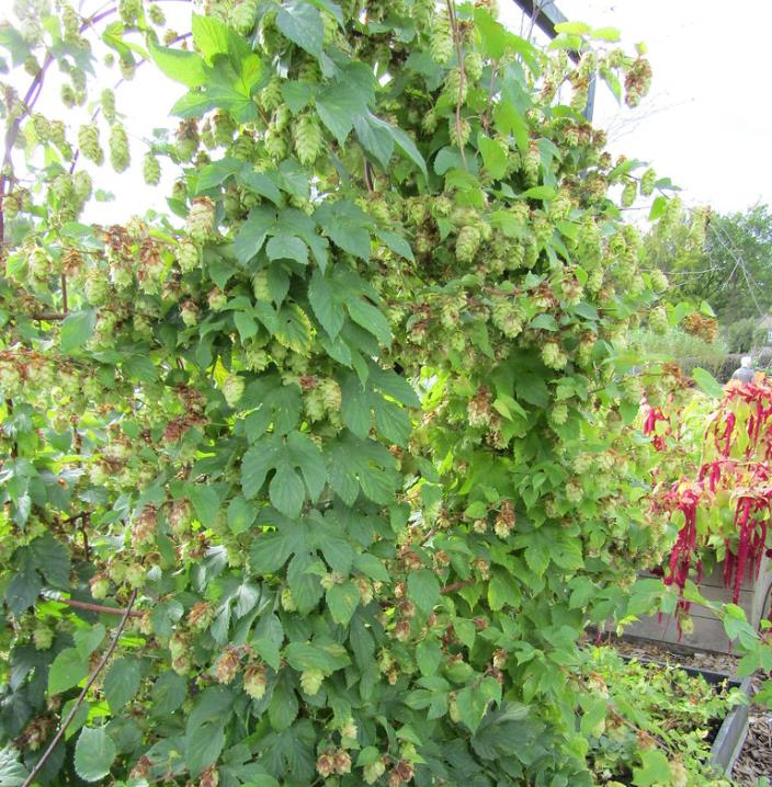 Humulus lupulus - Lúpulo