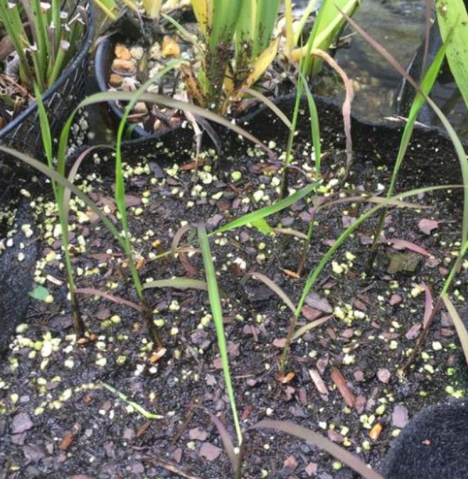 Oryza sativa Black madras  - Arroz ornamental  comestível Black madras, arroz Chartreuse (comestível)