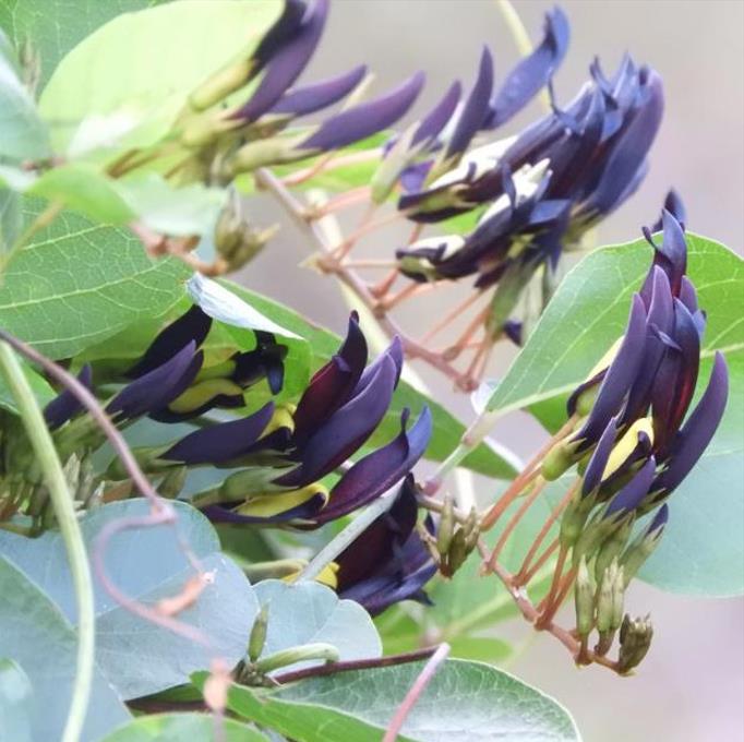 Kennedia nigricans - Trepadeira Pássaro Negro - Black Coral Pea