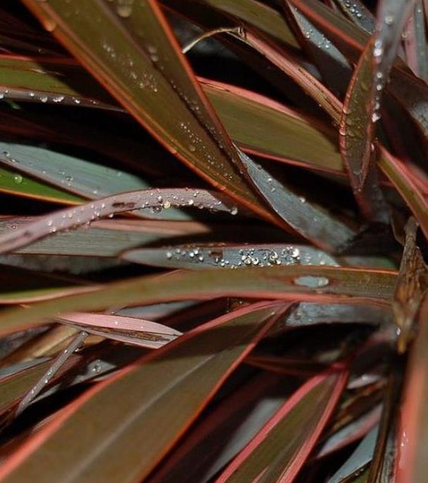 Phormium tenax Purpureum - Linho roxo-avermelhado da Nova Zelândia, Fórmio roxo da Nova Zelândia