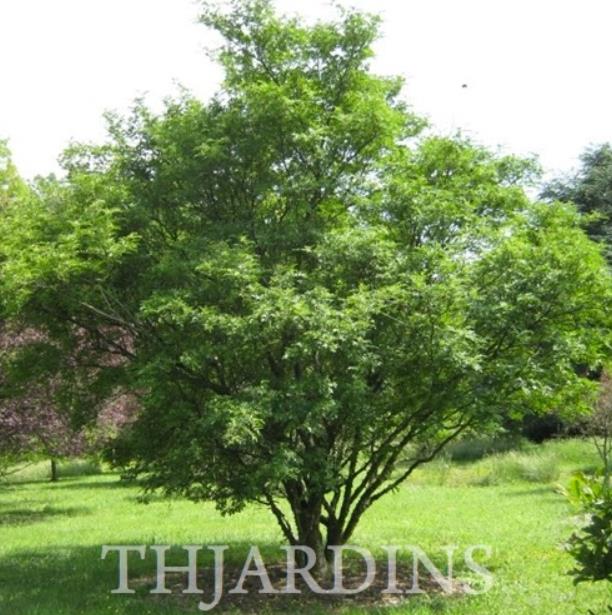 Zanthoxylum simulans - Pimenta sichuan, Pimenta szechuan, Szechwan pepper, Gujart