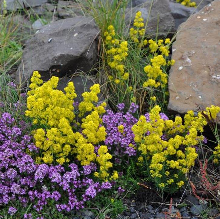 Galium verum subsp. Verum - Erva Coalheira, Erva do coalho, Coalho De Queijo, Gálio, Ladys Bedstraw