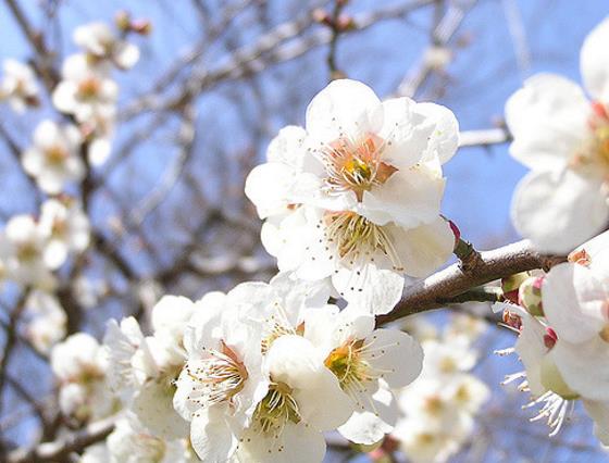 Prunus domestica 'Tricolor' - Ameixeira, Ameixa Tricolor