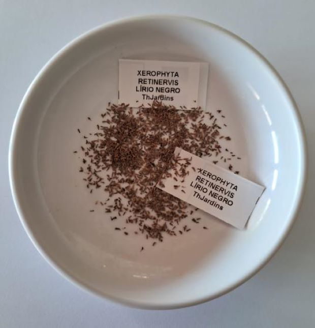 Xerophyta retinervis - Lírio Negro, Lírio Negro do Deserto, Lírio do Deserto