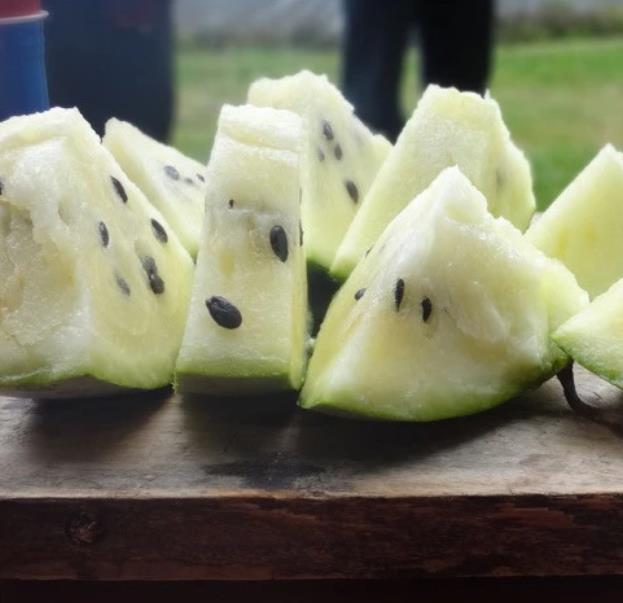 Citrullus lanatus Cream of Saskatchewan - Melancia Creme de Baunilha da Rússia, Melancia Creme de Saskatchewan