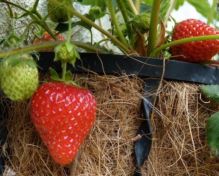 Fragaria x Ananassa fragissimo - Morango Fragissimo