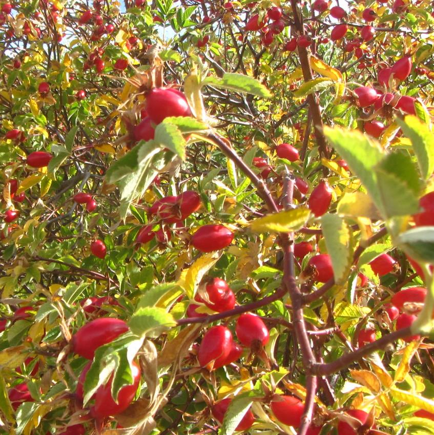 Rosa canina -  Trepadeira Rosa Mosqueta Canina, Rosa selvagem, Rosa silvestre, Rosa canina