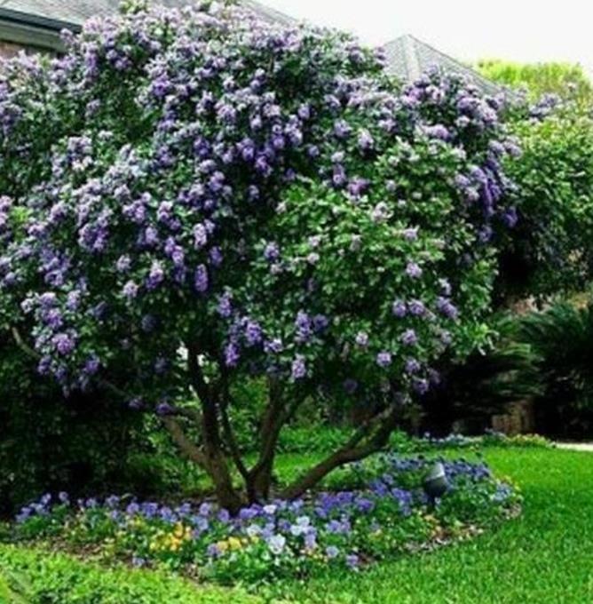 Sophora secundifloa -  Mescalbean, Louro da montanha do Texas, Feijão Mescal, Flor Glicínia do Texas