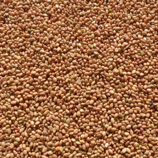 Melilotus officinalis - Meliloto, Trevo de mel, Trevo amarelo aromático, Lotus do mel, Flor do mel, Flor