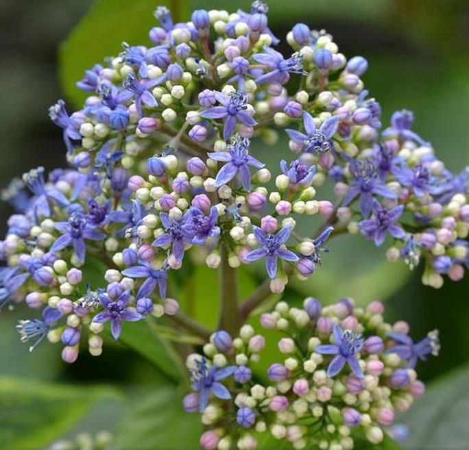 Dichroa febrifuga - Hortência Tibetana, Hortênsia Perene Azul, Quinino Chinês