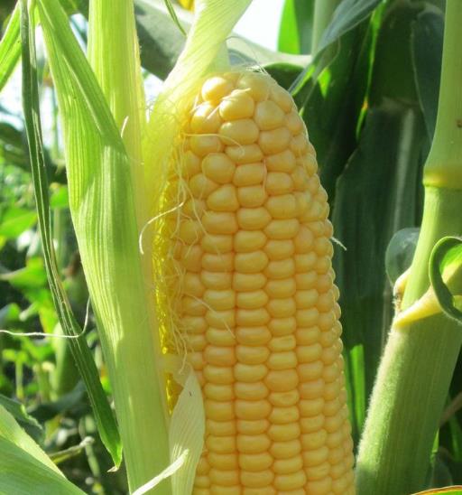 Zea mays True Gold (C.O) - Milho Doce Ouro Verdadeiro