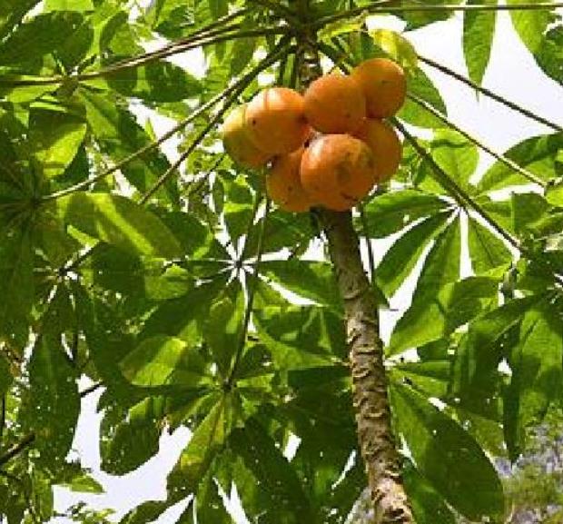 Vasconcellea palandensis (Carica palandensis) - Mamão Papaya de Palanda, Papaillo, Palanda Papaya