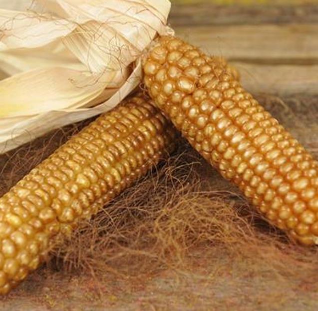 Zea mays Chapalote (C.O.) - Milho Chapalote, Milho Chapalote Amêndoa