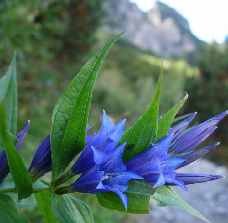 Gentiana asclepiadea - Genciana Salgueiro, Genciana de Serralha, Willow Gentian
