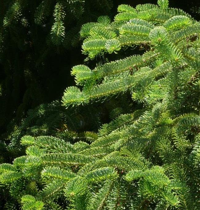 Abies nordmanniana Subsp. Equi-trojani - Abeto Caucasiano, Abeto De Trojan, Abeto Cavalo de Tróia, Pinheiro da Turquia