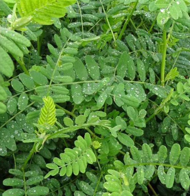 Astragalus membranaceus (Astragalus propinquus) - Erva da Longevidade, Astrágalo, Huang chi, Chinese milk-vetch