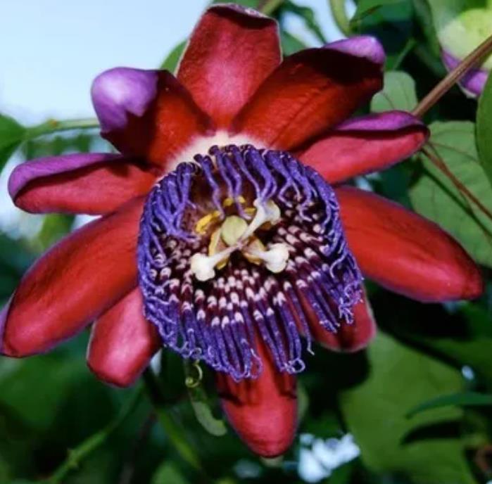 Passiflora Quadrangularis - Maracuja Gigante