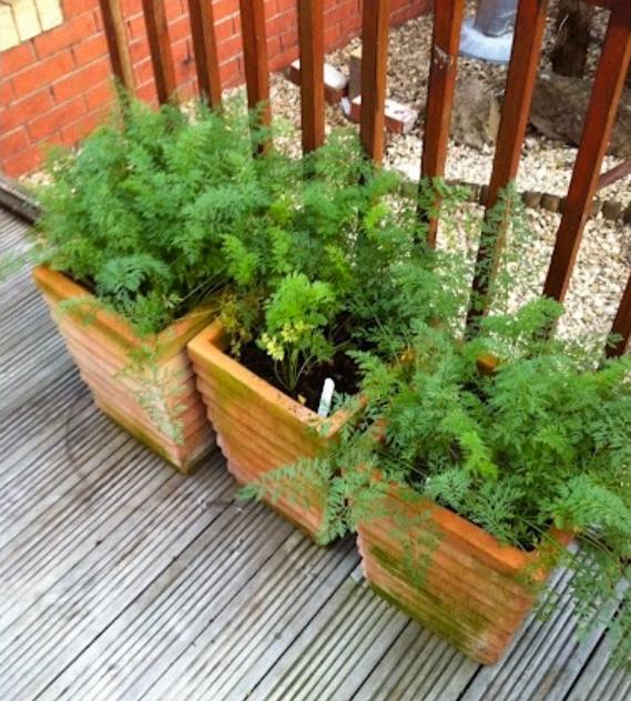 Daucus carota Ssp Sativus 'Parisienne Tonda Di Parigi' (Certificação Orgânica) - Cenoura Redonda de Paris, Cenoura do Me