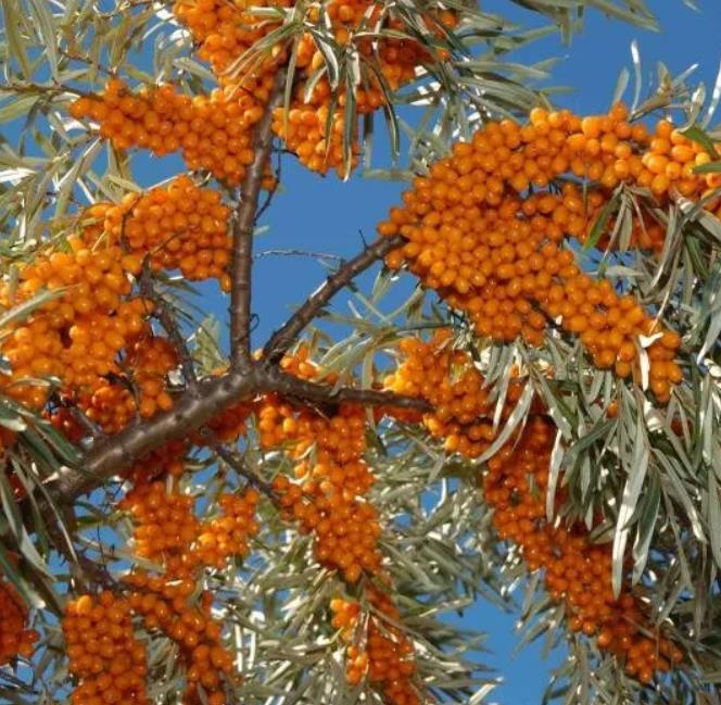 Hippophae rhamnoides (Elaeagnus rhamnoides) - Cereja do Mar, Espinheiro Marítimo, Sea Buckthorn